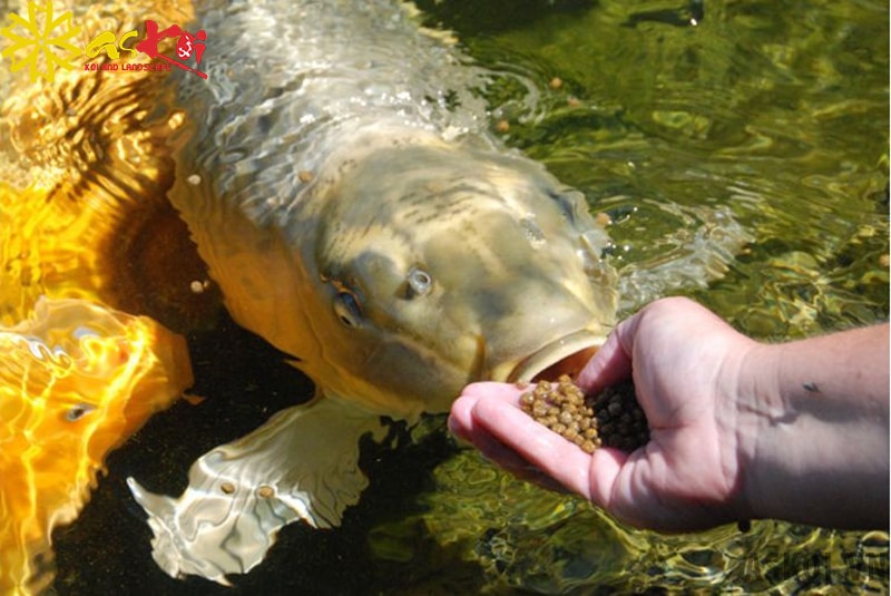 Tập cho cá ăn bằng tay giúp cá dạn người hơn